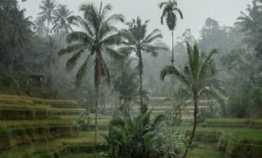 Misty tropical landscape of lush rice terraces and palm trees in Bali's countryside.