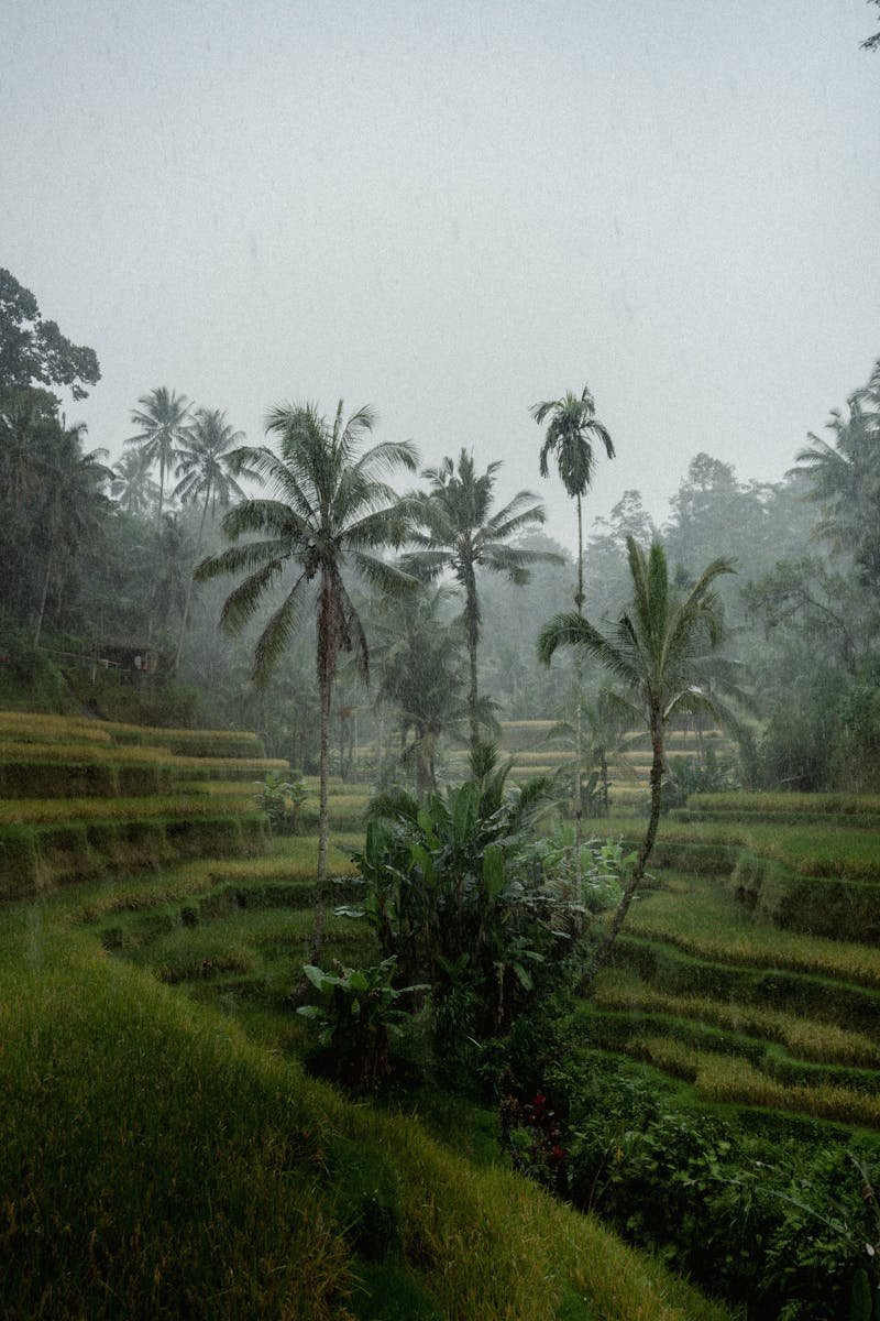 Misty tropical landscape of lush rice terraces and palm trees in Bali's countryside.