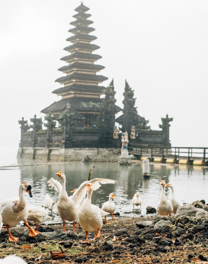 A flock of geese by a misty lake with a traditional temple in the backdrop, exuding tranquility.