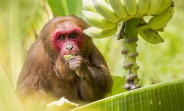 A stump-tailed macaque (Macaca arctoides) enjoying a banana in Ao Nang, Thailand.
