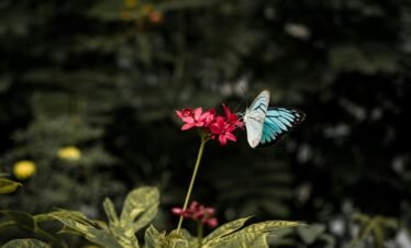blue and black butterfly perched on pink flower in close up photography during daytime
