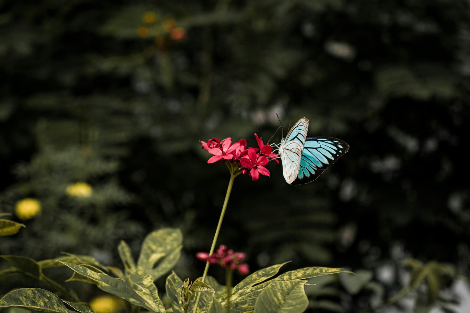 blue and black butterfly perched on pink flower in close up photography during daytime