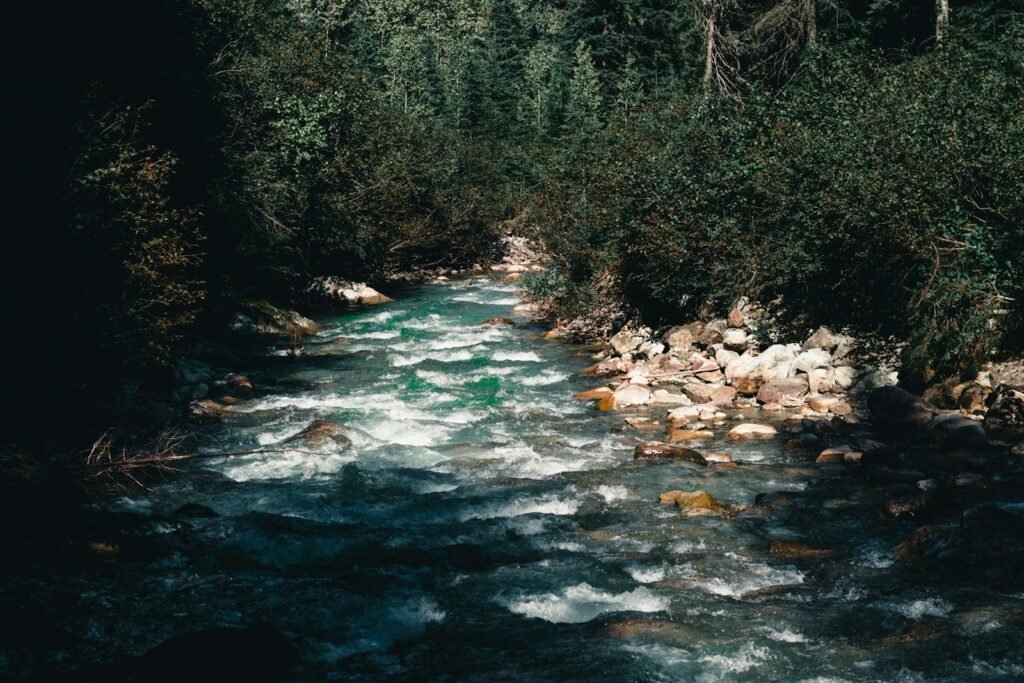 A river running through a forest filled with trees