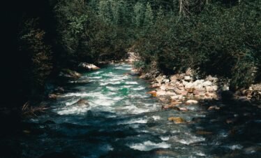 A river running through a forest filled with trees