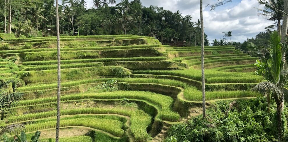 green grass field during daytime