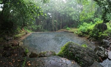 a small pond in the middle of a forest