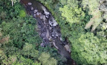 river in the middle of green trees