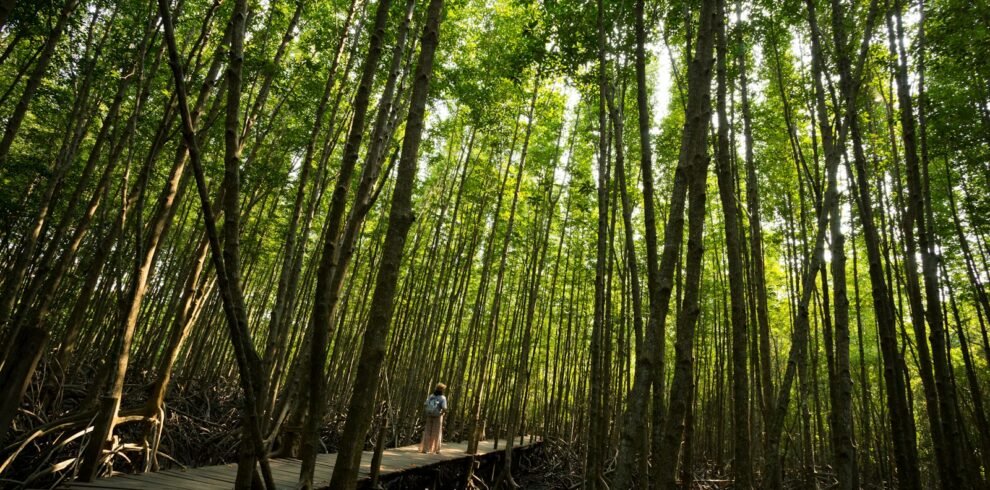 person in blue shirt sitting on brown wooden bench surrounded by green trees during daytime