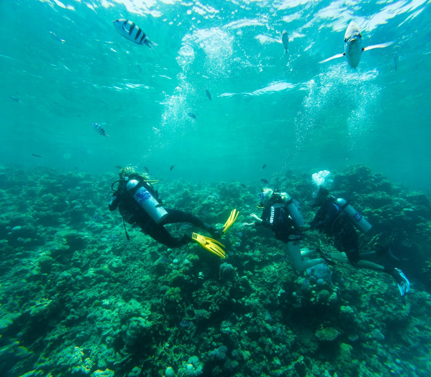 A group of people swimming over a coral reef