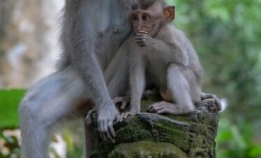 two primates